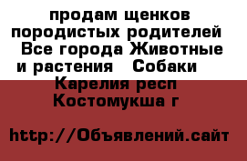 продам щенков породистых родителей - Все города Животные и растения » Собаки   . Карелия респ.,Костомукша г.